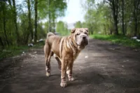 Shar-pei