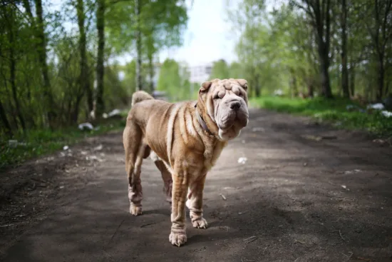 Shar-pei