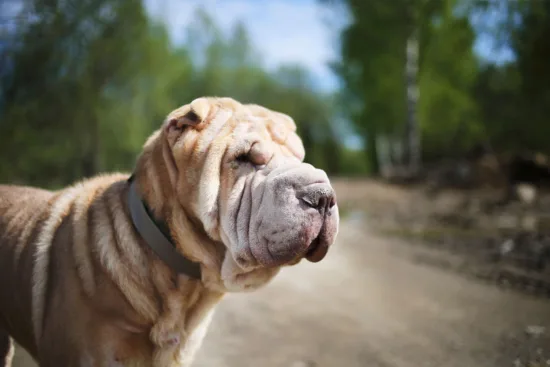 Shar-pei – pielęgnacja rasy