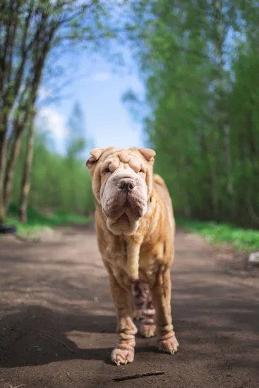 Shar-pei – charakterystyka rasy