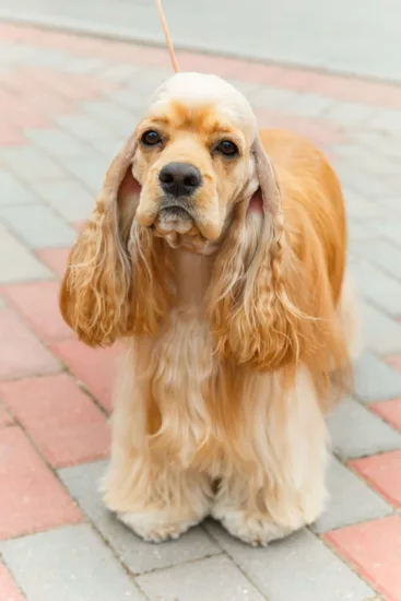 Cocker spaniel amerykański – historia i pochodzenie rasy