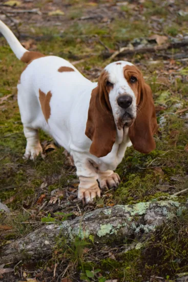 Basset hound - wychowanie rasy