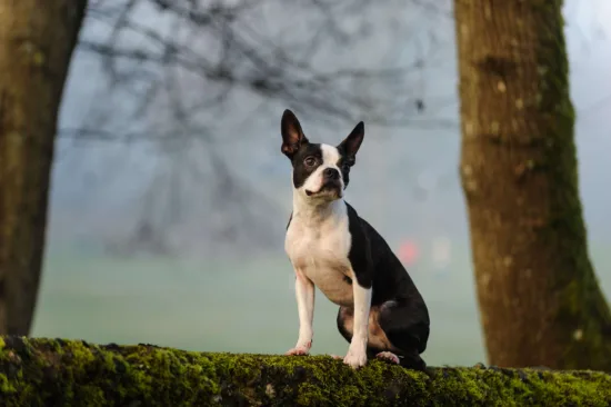 Boston terrier – żywienie rasy