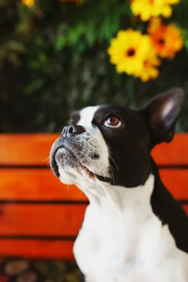 Boston terrier – pielęgnacja rasy