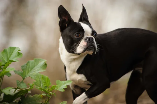 Boston terrier – szkolenie rasy
