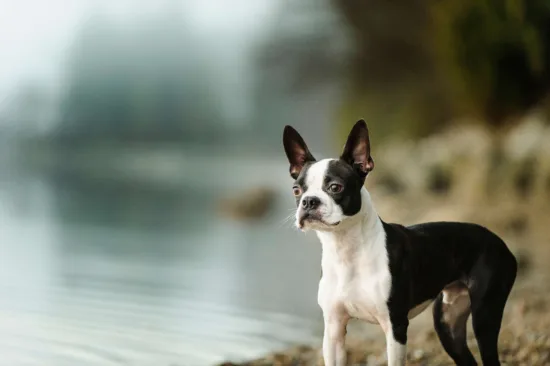 Boston terrier – cena rasy i koszt utrzymania