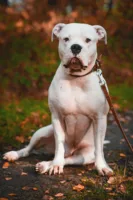 Buldog amerykański