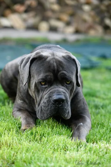 Cane Corso – charakterystyka rasy