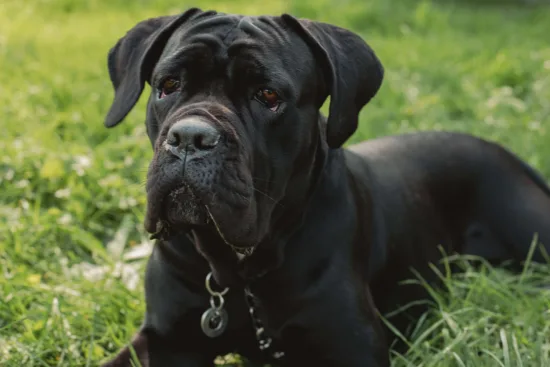 Cane Corso – historia i pochodzenie rasy