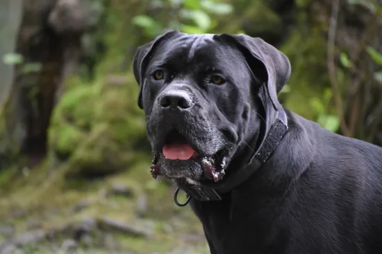 Cane Corso – wychowanie rasy