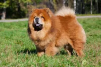 Chow Chow