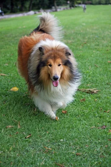 Collie długowłosy – wygląd rasy