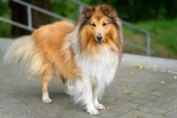 Collie długowłosy (Lassie)