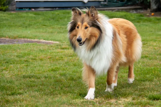 Collie długowłosy – wychowanie rasy