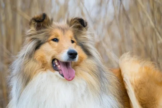Collie długowłosy – pielęgnacja rasy
