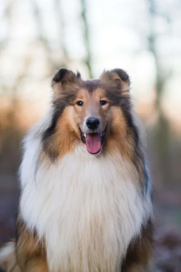 Collie długowłosy – historia i pochodzenie rasy