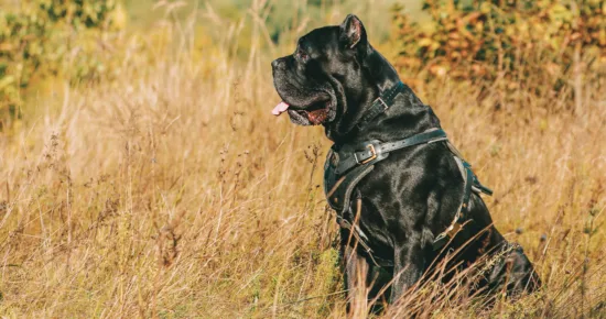 Cane Corso – szkolenie rasy