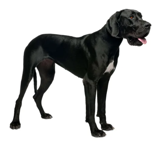 Dog niemiecki – historia i pochodzenie rasy