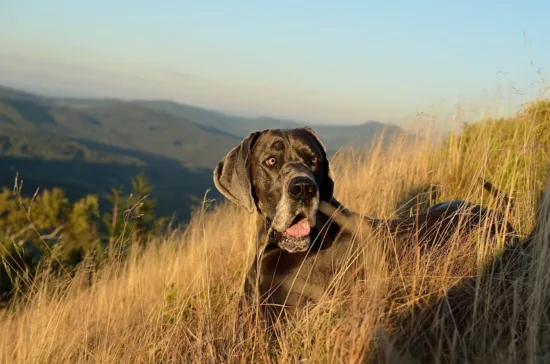 Dog niemiecki – wychowanie rasy