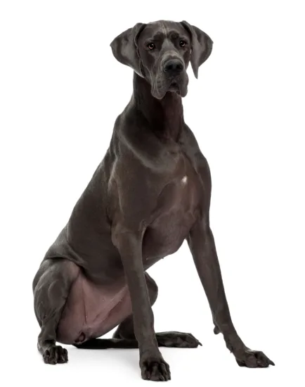 Dog niemiecki – pielęgnacja rasy