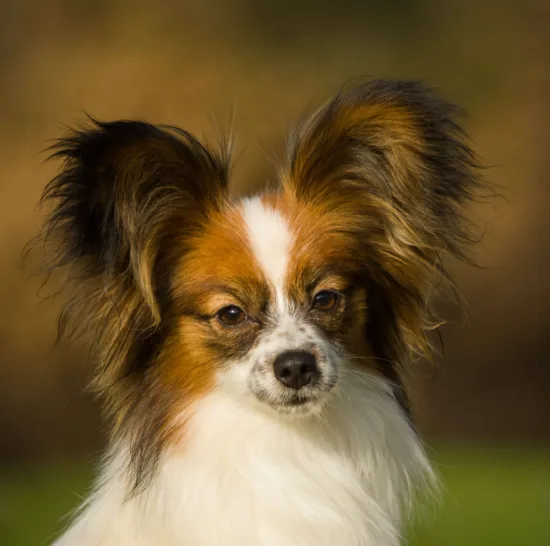 Papillon – zdrowie rasy