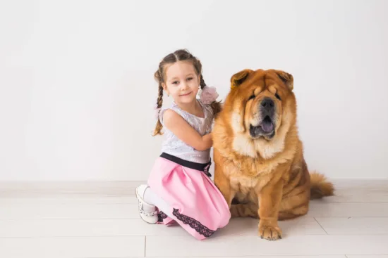 Chow Chow – pielęgnacja rasy