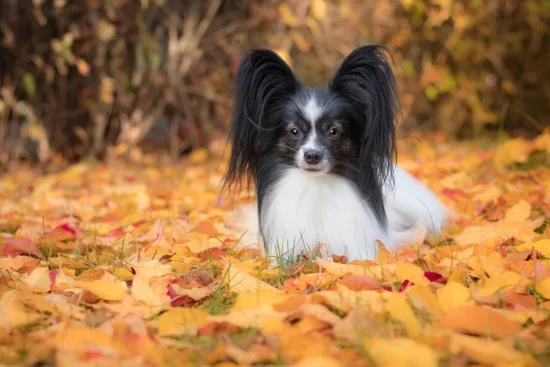 Papillon – wygląd rasy