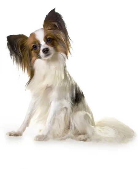 Papillon – historia i pochodzenie rasy