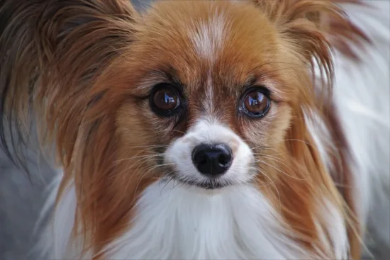 Papillon – żywienie rasy