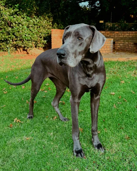 Dog niemiecki – szkolenie rasy
