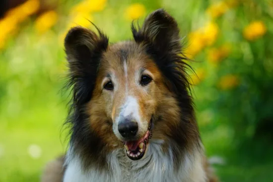 Collie długowłosy – żywienie rasy