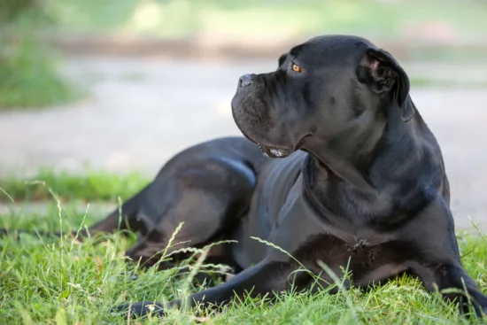 Cane Corso – pielęgnacja rasy