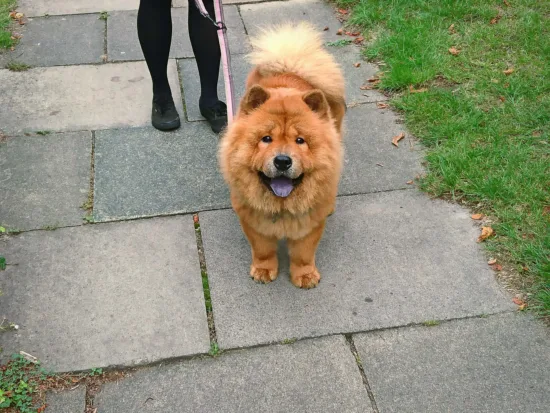 Chow Chow – wychowanie rasy
