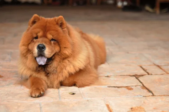 Chow Chow – żywienie rasy