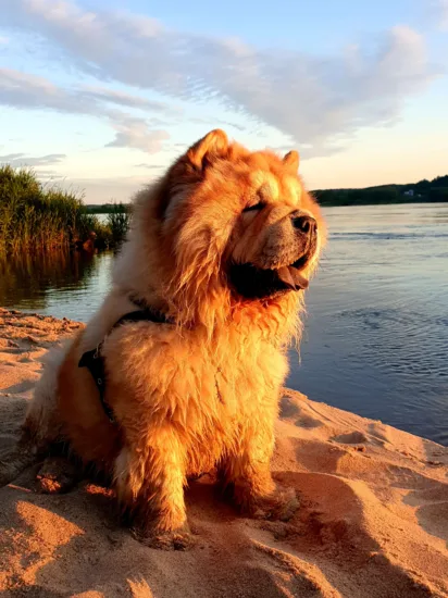 Chow Chow – charakterystyka rasy