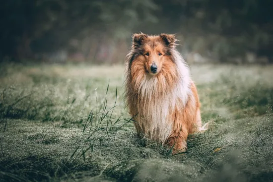 Collie długowłosy – zdrowie rasy