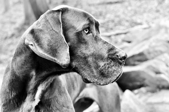 Dog niemiecki – zdrowie rasy