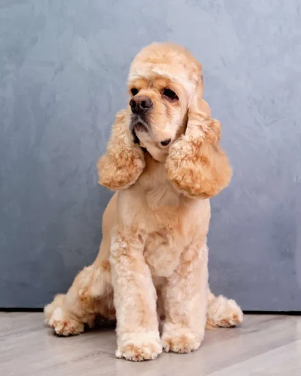 Cocker spaniel amerykański – zdrowie rasy