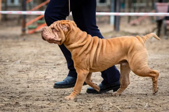 Shar-pei – wychowanie rasy