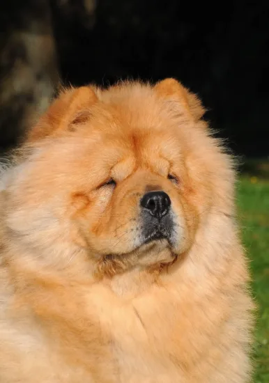 Chow Chow – szkolenie rasy