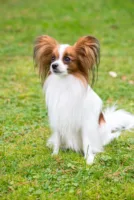 Papillon