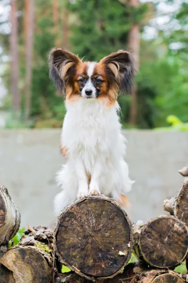 Papillon – pielęgnacja rasy