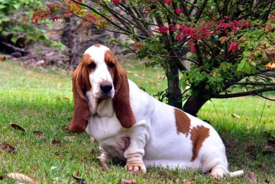 Basset hound - historia i pochodzenie rasy