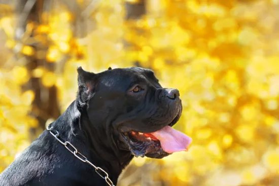 Cane Corso – zdrowie rasy