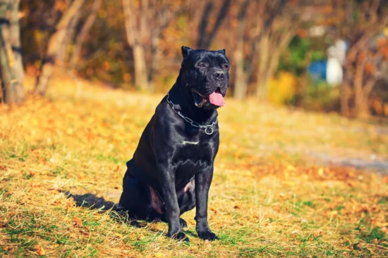 Cane Corso – wygląd rasy