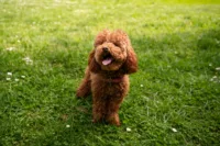Pudel toy