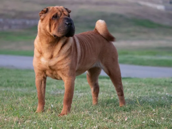 Shar-pei – cena rasy i koszt utrzymania