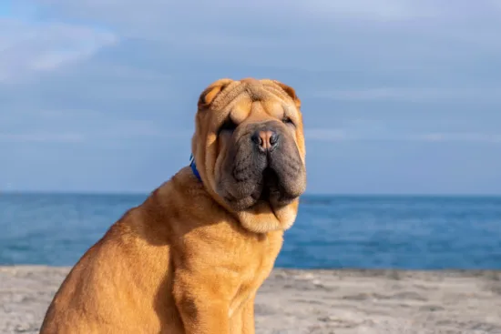 Shar-pei – zdrowie rasy