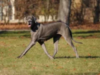 Dog niemiecki