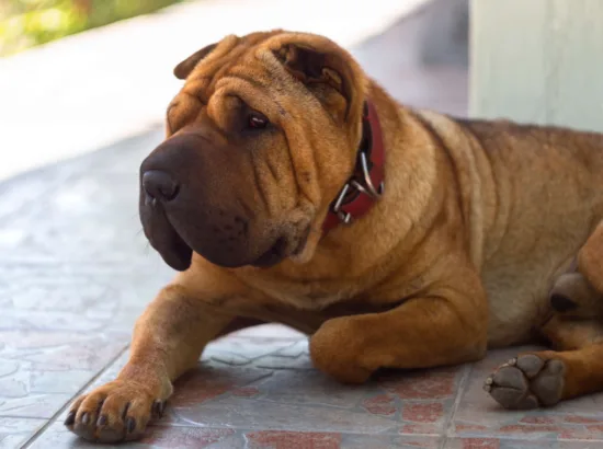 Shar-pei – szkolenie rasy